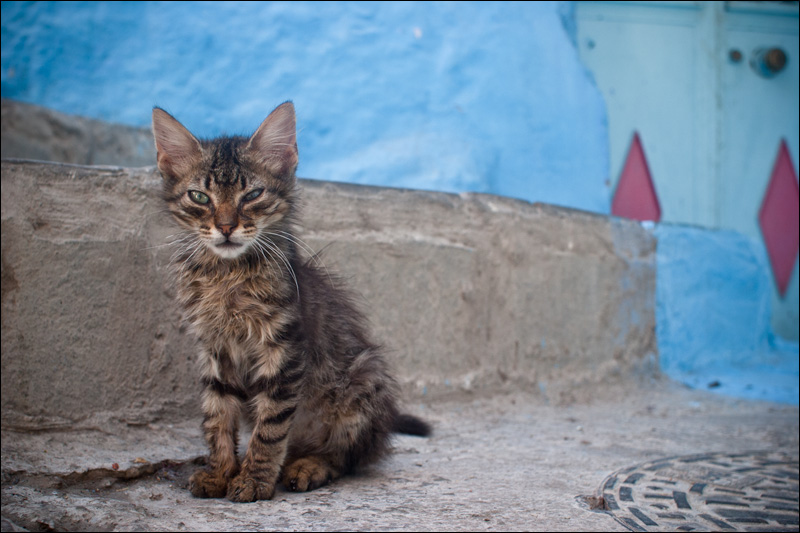 chaouen; cat metropolis