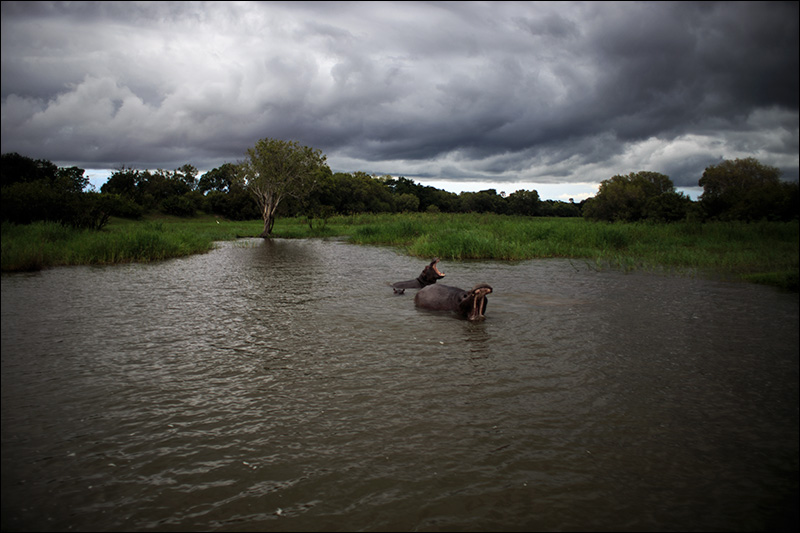 zambezi hippos